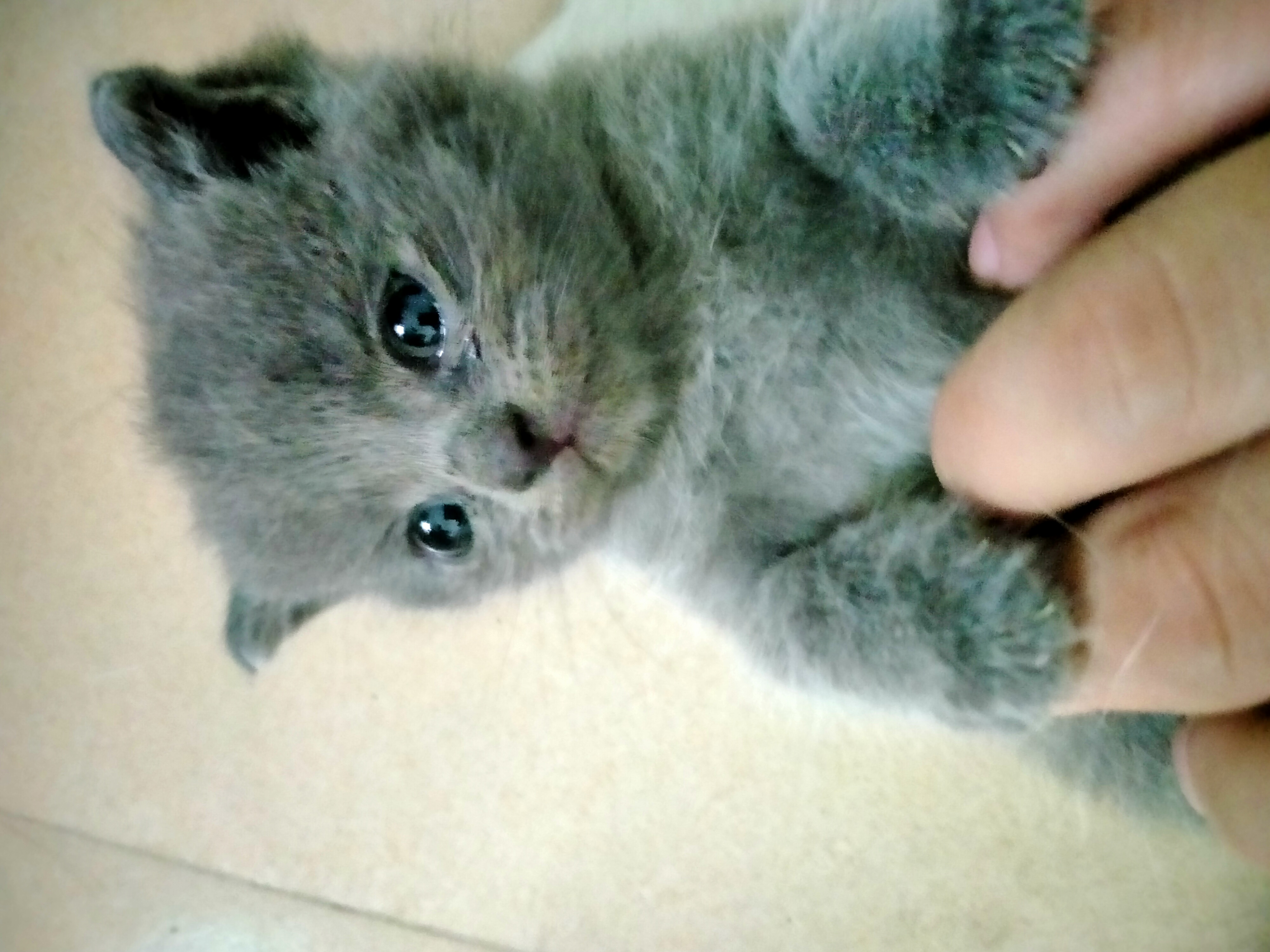 自家毛孩子生的。可爱乖巧听话，好养，纯种蓝猫，喜欢的私我，价格可以商量。